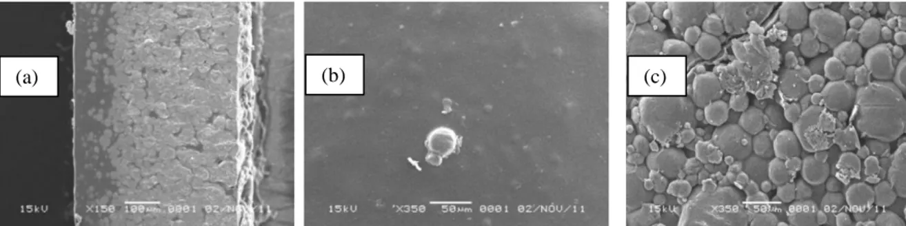 Gambar 1.  Morfologi membran adsorpsi magnesol. (a)  penampang melintang  ;  150  X.  (b)  permukaan  atas; 350 X