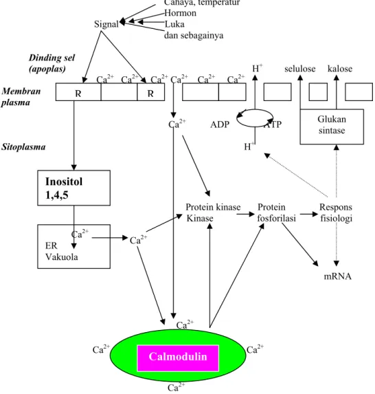 Gambar 1. Model keseluruhan tentang Ca ++  sebagai second messengerpada sel tanaman (Marschner,  1995) RRInositol 1,4,5          Ca2+  ER Vakuola           Calmodulin  Glukan sintase 