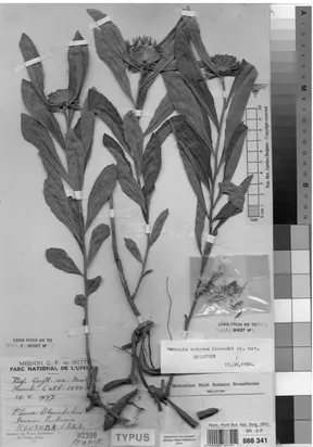 Fig. 8. Helichrysum theresae Lisowski. A holotype (2012)  (phot. P. Van Wambeke).