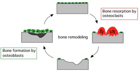 Gambar 2.1: Ilustrasi Proses Remodeling tulang