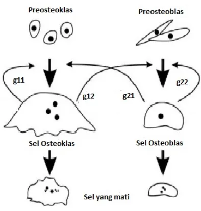 Gambar 2.2: Proses Interaksi sel Osteoklas dan Osteoblas[3]