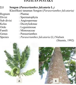 Gambar 2.1 (A). Daun Seongon, (B) Batang Pohon Sengon 