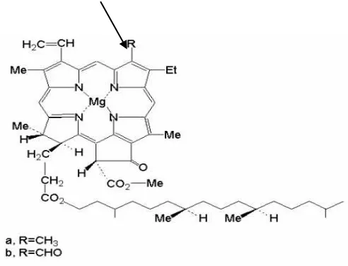 Gambar. 2.2 Struktur klorofil a dan b (Devlin, 1998) 