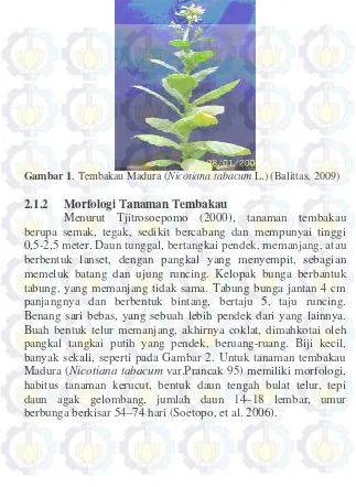 Gambar 1 . Tembakau Madura (Nicotiana tabacum L.) (Balittas, 2009) 