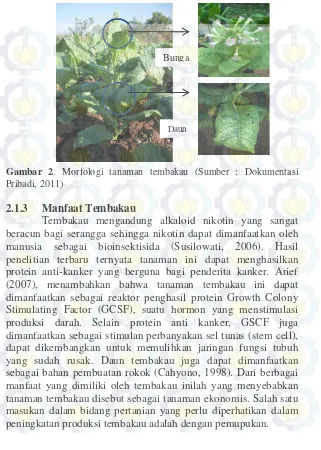 Gambar 2. Morfologi tanaman tembakau (Sumber : Dokumentasi 