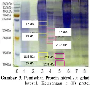Gambar  3.  Pemisahan  Protein  hidrolisat  gelatin  kapsul.  Keterangan  :  (0)  protein  marker,  (1)  gelatin  sapi    murni,  (2)  gelatin  babi  murni,  (3)  kapsul  simulasi  gelatin  sapi  ,  (4)  kapsul  simulasi  gelatin  babi,  (5)  kapsul 