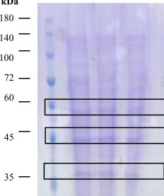 Gambar 4.4 Titik Isoelektrik Enzim Kitin Deasetilase.  hasil elektroforesis SDS-PAGE. Gambar 4.5 menunjukkan pita-pita protein kitin deasetilase  