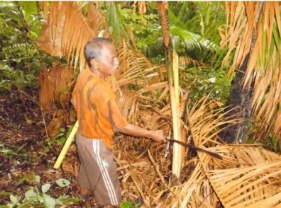 Gambar 1. 1 Petani menebang rotan sebagai mata pencaharian. Sumber: Prospect(2016) 