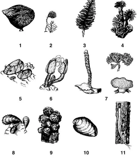 Gambar 2.1. Hewan laut yang menempel pada substart keras : (1) Sponge; (2) hydroid polyp; (3) coral sea pen; (4) polychaetes; (5) acorn barnacles, Balanus; (6) goose barnacles; 7