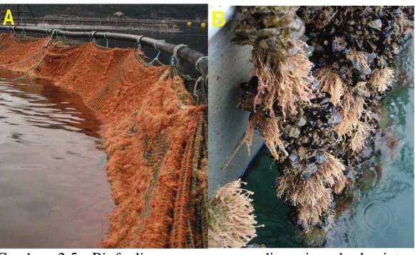 Gambar 2.5. Biofouling yang umum ditemui pada kegiatan budidaya perairan (A. crocea Ectopleura larynx pada jaring, B