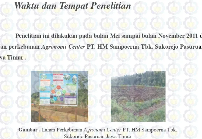 Gambar . Lahan Perkebunan Agronomi Center PT. HM Sampoerna Tbk. 