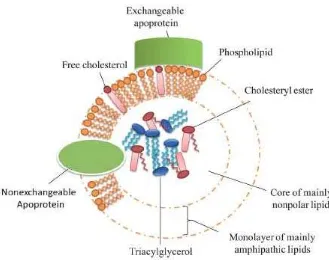 Gambar 2. Struktur Umum Lipoprotein Dikutip dari : Ahmadraji, T., Killard, A. 2013. The Evolution of Selective Analyses of HDL and LDL cholestrol in clinical and point of care testing