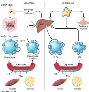 Gambar 3. Metabolisme Lipoprotein jalur endogen dan eksogen Dikutip dari : Rader, D.J., Hobbs, H.H