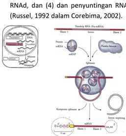 Gambar  1.  Skema  Dasar  Proses  Modifikasi  Pascatranskripsi  mRNA  pada  Nukleus  (Dimodifikasi dari Lodish, et al., 2007); 