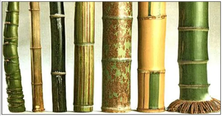 Gambar 1. Keanekaragaman jenis bambu  (Sumber: Phil, 2007 dalam Mainaki, 2015) 