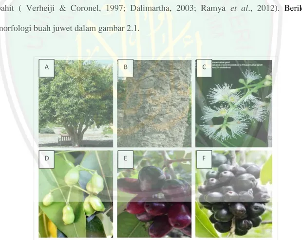 Gambar 2.1. Pohon juwet (A), batang (B), bunga (C), buah juwet muda (D), buah juwet  hampir matang (E), buah juwet matang (F) 