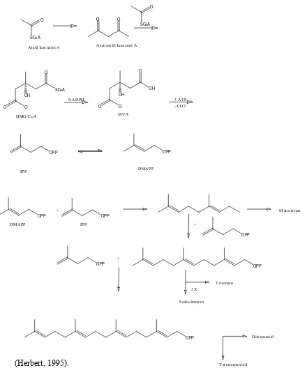 Gambar 2.3 Mekanisme biosintesis senyawa terpenoid 