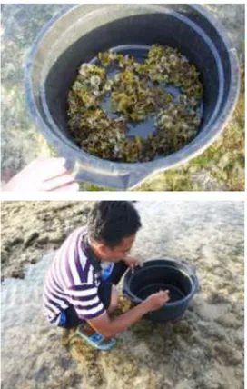 Gambar  2.  Pengambilan  sampel  alga  Padina australis 