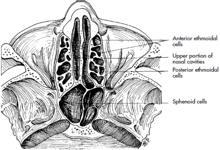 Gambar 2.2 Struktur Anatomi Hidung Secara Horizontal (Ballenger, 2003) 