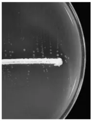Gambar 2.4.  Staphylococcus aureus (Noel et al., 2010). 