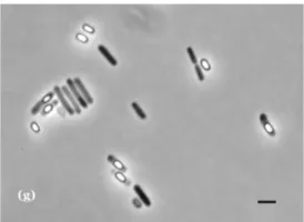 Gambar 2.6.  B. subtilis (George et al., 2007). 