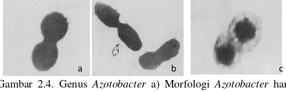 Gambar 2.4. Genus Azotobacterke-1, b) Kista  a) Morfologi Azotobacter hari Azotobacter  hari ke-7, dan c) pembentukan kapsul polisakarida disekeliling sel (Swaky & Sawaby, 1991) 