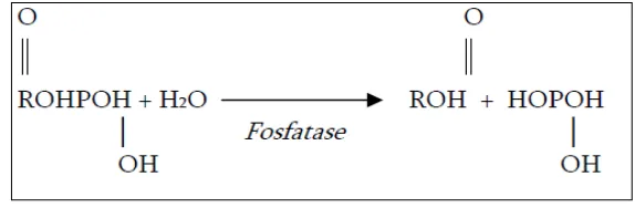 Gambar 2.6. Reaksi Hidrolisis Fosfat (Fitriatin et al., 2008). 