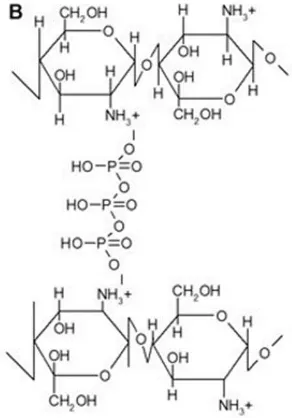 Gambar 2.5 Struktur Pengikatan Antara Sodium Tripolifosfat dan  kitosan (Bhumkar & Pokharkar, 2006)