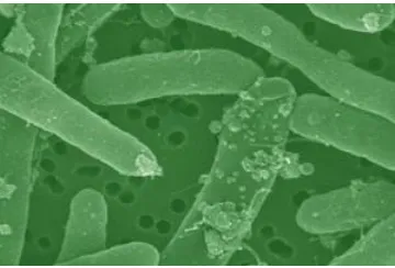 Gambar 2.7 Bakteri Coliform