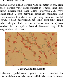 Gambar 2.8 merupakan bakteri B.cereus yang dilihat 