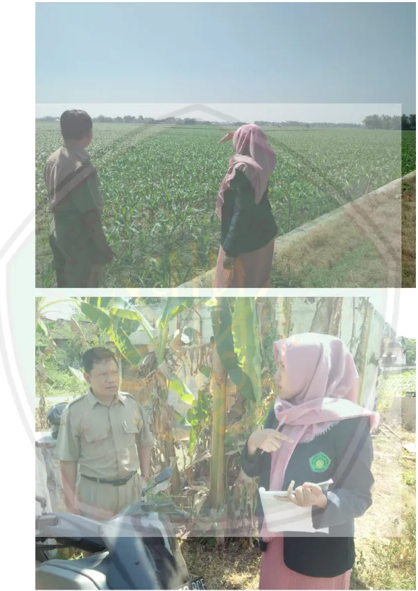 Foto keadaan lapangan saat melihat luas tanah kas Desa Jono Kecamatan Tanon  Kabupaten Sragen