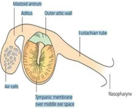 Gambar 2.1. Anatomi Telinga Tengah (Dikutip dari Ludman dan 