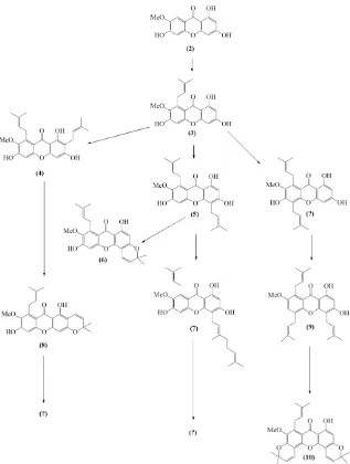 Gambar 1.1 Usulan jalur biogenesis senyawa santon pada G. tetrandra Pierre 