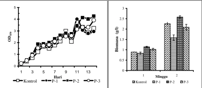 Gambar 2. Pertumbuhan dan kandungan biomasa kultur alga  A. convulutus yang tumbuh dalam  fotobioreaktor  dengan variasi jarak penyekat: P-1 = 1 inci, P-2 = 2 inci, dan P-3 = 3 inci  