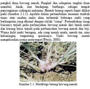 Gambar 2.1. Morfologi batang bawang merah