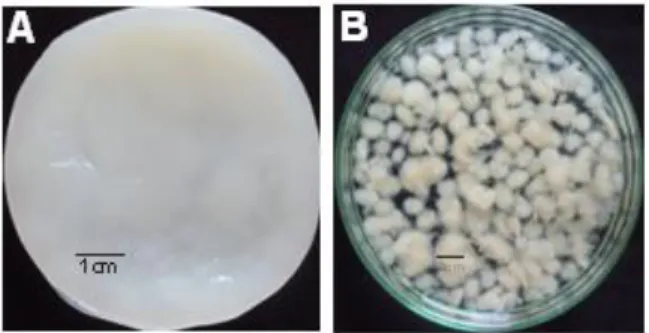 Gambar 2. Morfologi selulosa bakteri yang dihasilkan oleh strain KE 12 (A) Lembaran selulosa dari filamen  statis (B) butiran selulosa berbentuk bulat dari fermentasi penggojogan 