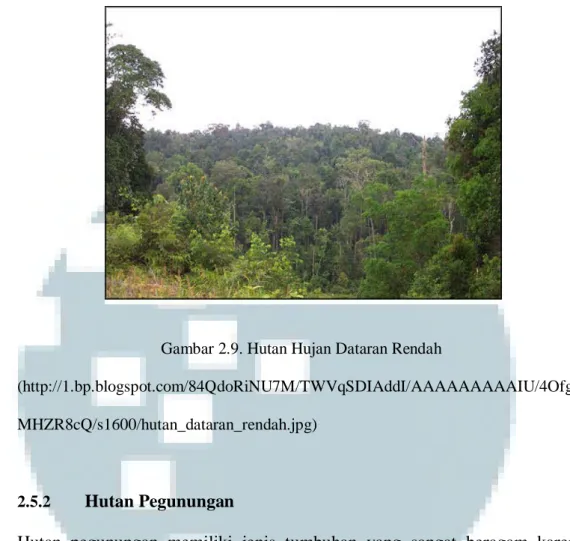 Gambar 2.9. Hutan Hujan Dataran Rendah 