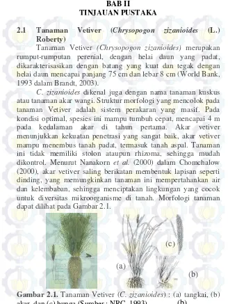 Gambar 2.1. Tanaman Vetiver (C. zizanioides) : (a) tangkai, (b) 