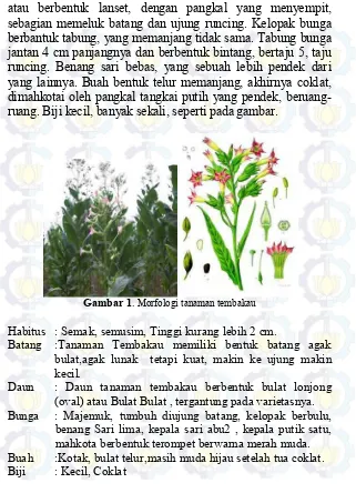 Gambar 1. Morfologi tanaman tembakau 