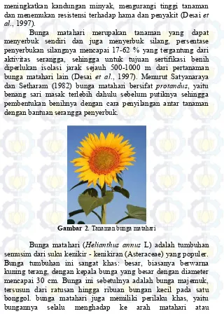 Gambar 2.   Tanaman bunga matahari  