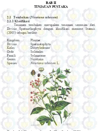 Gambar 2.1 Nicotiana tabacum L. (Kurt Stueber, 2003) 