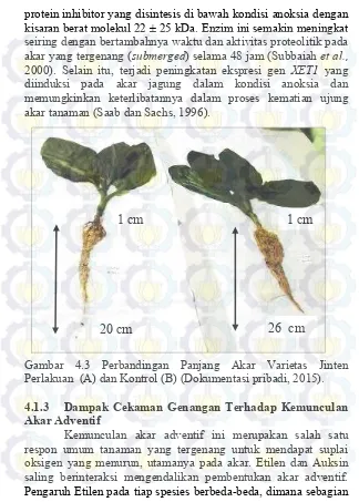 Gambar 4.3 Perbandingan Panjang Akar Varietas Jinten 