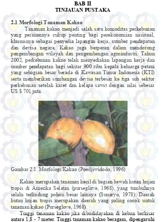 Gambar 2.1. Morfologi Kakao (Poedjiwidodo, 1996) 