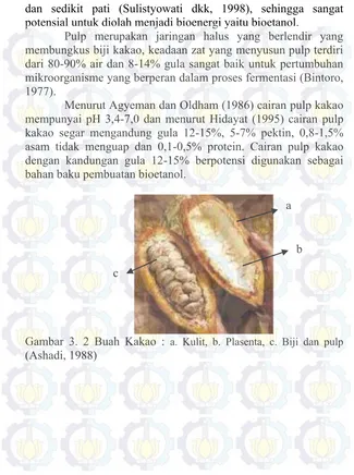 Gambar 3. 2 Buah Kakao :  a. Kulit, b. Plasenta, c. Biji dan pulp 