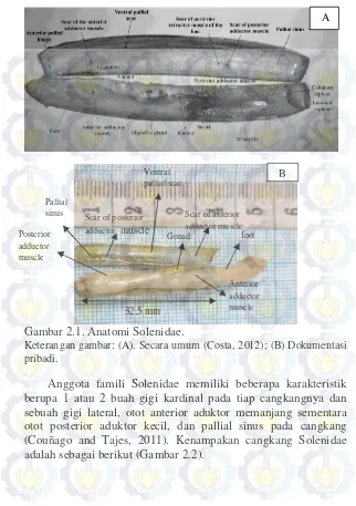 Gambar 2.1. Anatomi Solenidae.  