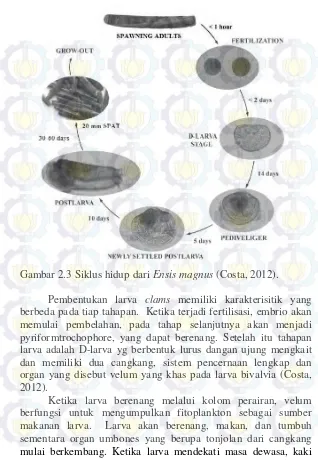 Gambar 2.3 Siklus hidup dari Ensis magnus (Costa, 2012). 