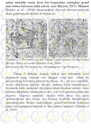 Gambar 2.5  Photomicrograph Tahap 0 pada jantan (A) dan betina 