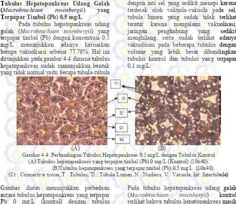 Gambar 4.4. Perbandingan Tubulus Hepatopankreas 0.5 mg/L dengan Tubulus Kontrol 