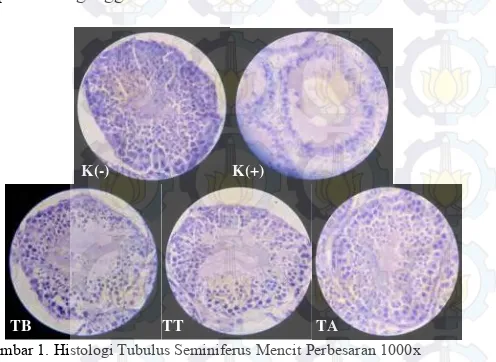 Gambar 1. menunjukkan tubulus seminiferus yang normal, di Hasil pengamatan histologi kelompok K(-) seperti pada dalamnya terdapat sekumpulan sel spermatogenik yang tersusun berlapis sesuai dengan tingkat perkembangannya dari membran basalis menuju ke arah 