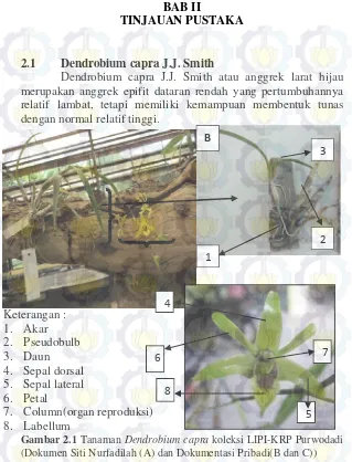 Gambar 2.1 Tanaman Dendrobium capra koleksi LIPI-KRP Purwodadi 